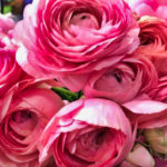 Decofleur Fontainebleau Drive