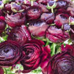 Decofleur Fontainebleau Drive