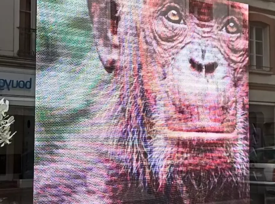 Vidéo insolite dans une vitrine de Fontainebleau
