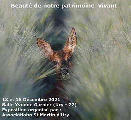 Expo Photo - Forêt de Fontainebleau