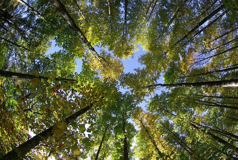 découvrez les multiples bienfaits des forêts sur notre environnement, notre santé et notre bien-être. apprenez comment elles contribuent à la biodiversité, à la régulation du climat et à la qualité de l'air tout en offrant des espaces pour la détente et l'évasion.