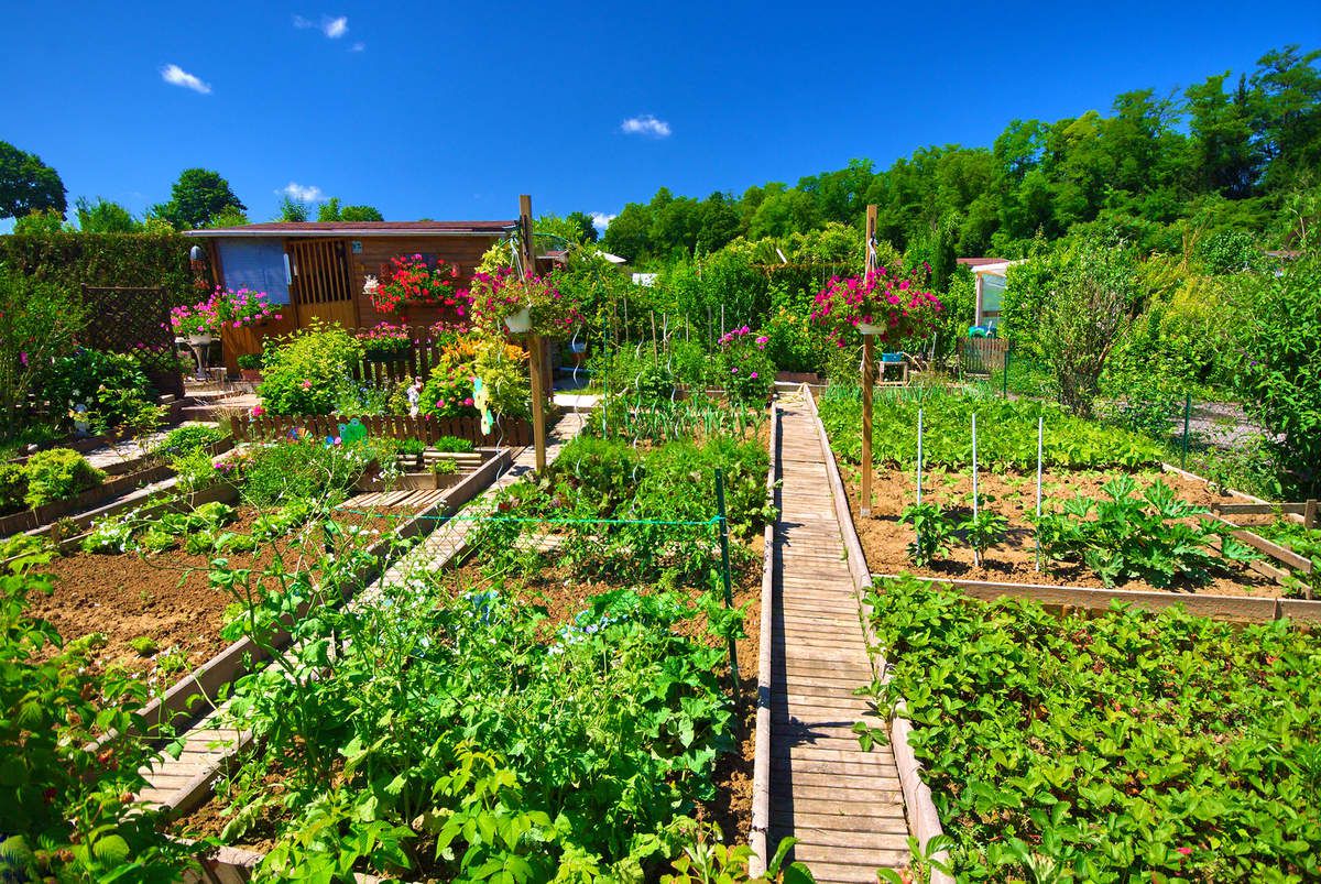 découvrez les secrets d'un jardin potager réussi : conseils pratiques, choix des légumes, techniques de culture et astuces pour profiter d'une récolte abondante tout au long de l'année.