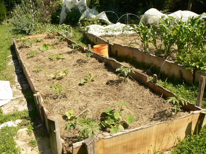 découvrez comment créer un jardin potager luxuriant et productif, grâce à nos conseils pratiques sur le choix des plantes, l'entretien et les astuces pour une récolte abondante.