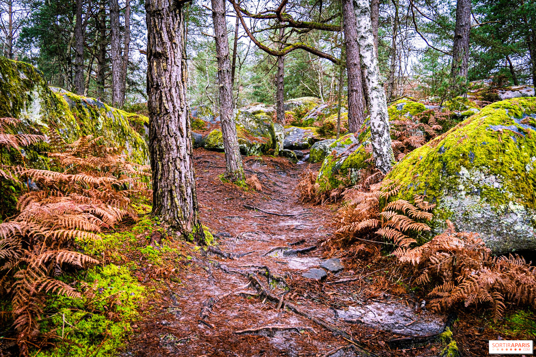 découvrez le magnifique week-end en forêt de fontainebleau, un lieu idéal pour se ressourcer au cœur de la nature. explorez des sentiers pittoresques, admirez les paysages époustouflants et profitez d'activités en plein air, que vous soyez amateur de randonnée, d'escalade ou simplement en quête de tranquillité.