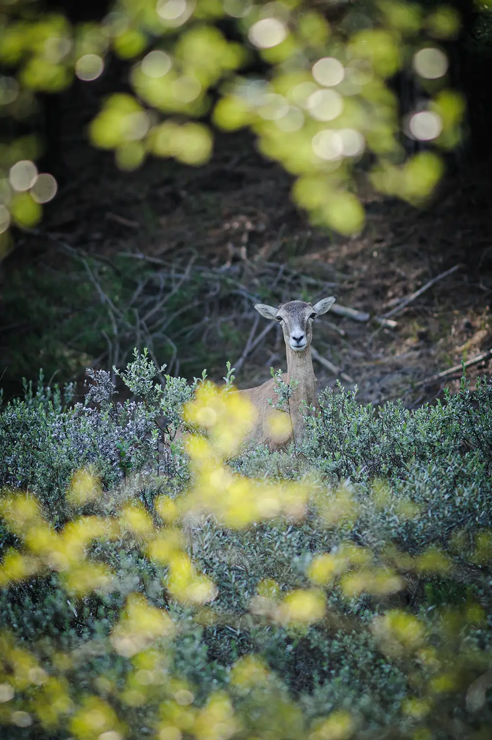 découvrez la richesse de la biodiversité à fontainebleau, un cadre magique où la faune et la flore s'épanouissent au cœur de paysages préservés. explorez les sentiers et admirez la diversité des espèces qui font de ce lieu un véritable sanctuaire naturel.