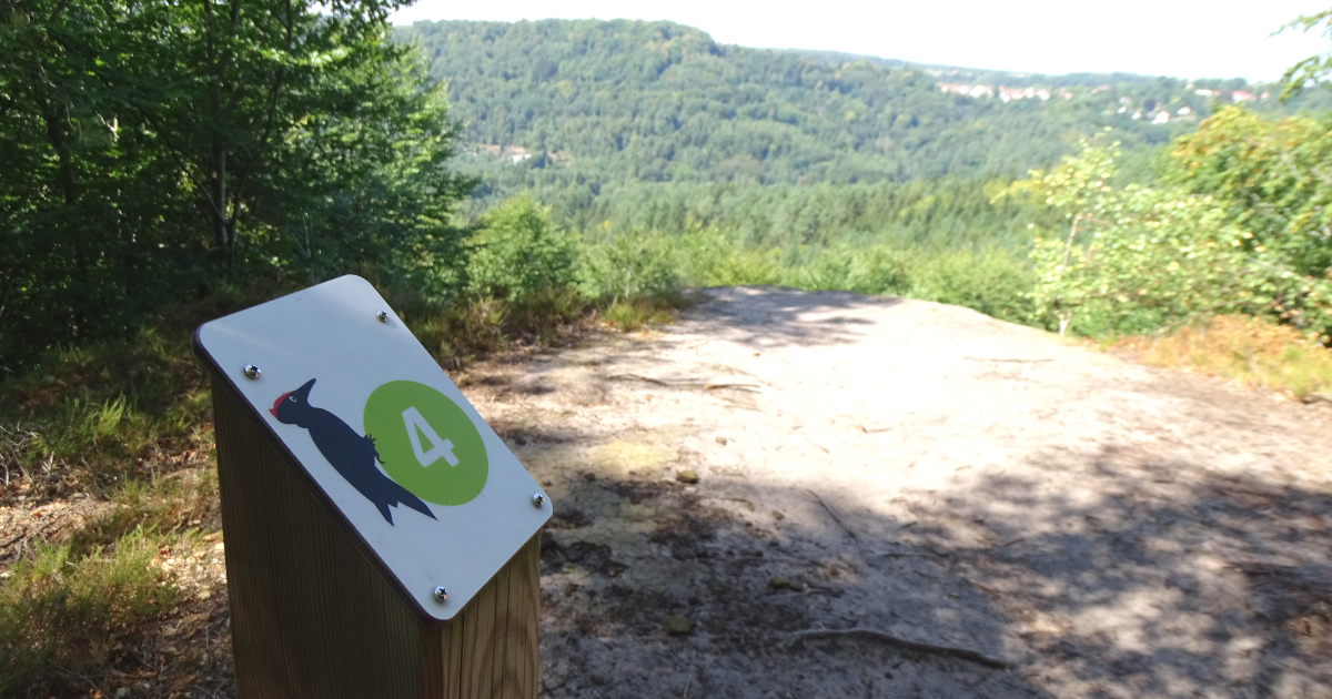 découvrez les sentiers nature : des promenades apaisantes à travers des paysages préservés, idéales pour les amoureux de la biodiversité et les passionnés de randonnée.
