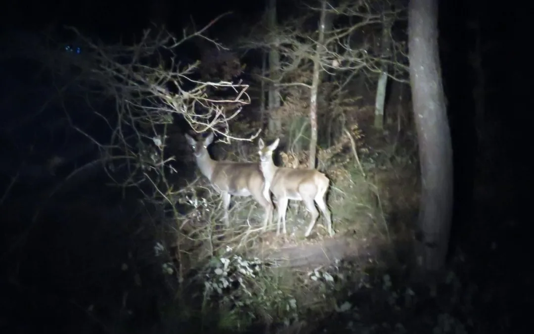 Seine-et-Marne : Un cerf abattu en pleine nuit par des individus en état d&rsquo;ébriété dans la forêt de Fontainebleau