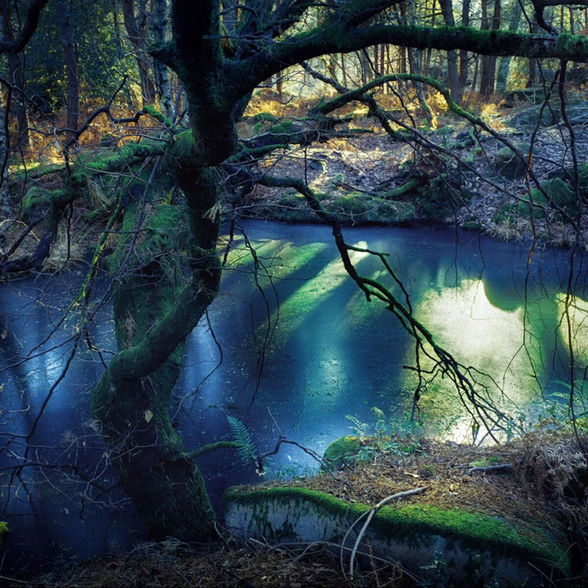 découvrez l'évasion parfaite au cœur de la forêt de fontainebleau, un havre de paix idéal pour les amoureux de la nature. profitez d'activités en plein air, de sentiers pittoresques et d'un cadre enchanteur pour un week-end inoubliable.