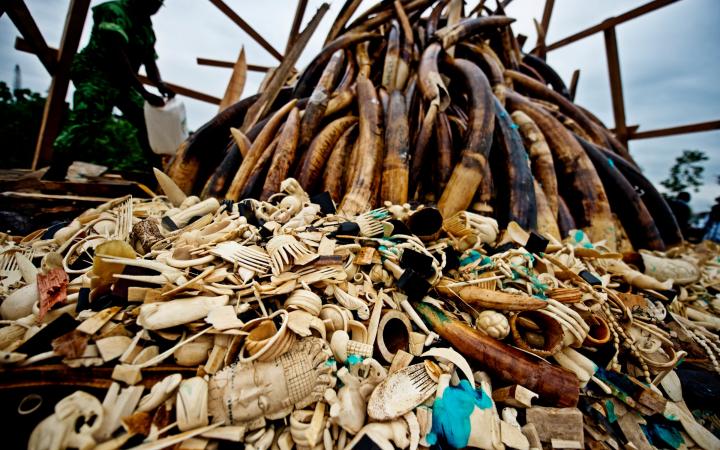 découvrez l'impact dévastateur du braconnage sur la population de cerfs, une pratique illégale qui menace la faune et l'équilibre des écosystèmes. explorez les enjeux de la protection des espèces et les efforts pour lutter contre cette criminalité environnementale.