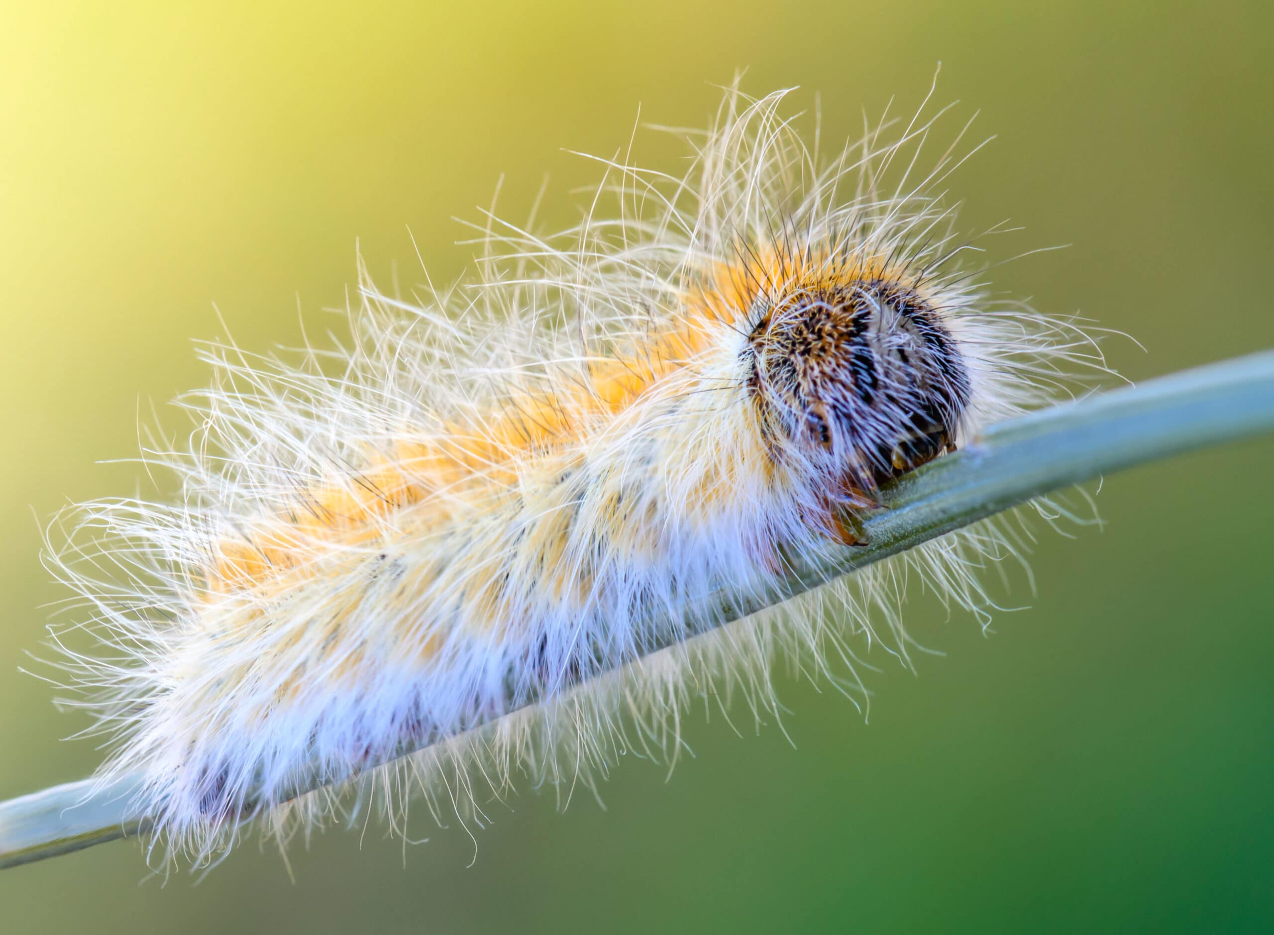 découvrez les principaux risques liés aux chenilles processionnaires : dangers pour la santé humaine, allergies, risques pour les animaux domestiques et conseils de prévention pour vous protéger efficacement.
