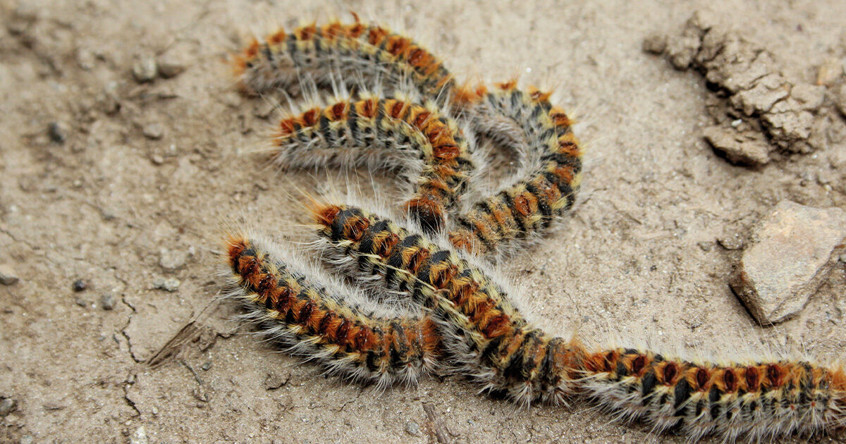 découvrez les dangers des chenilles processionnaires pour l’homme, les animaux et l’environnement. symptômes, prévention, conseils pour se protéger contre leurs poils urticants et réagir efficacement en cas de contact.