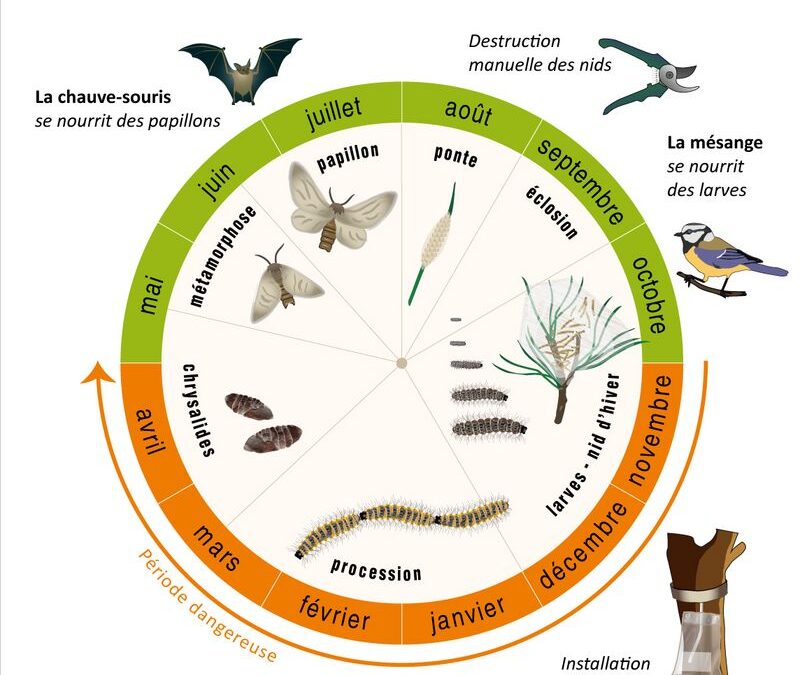 Restez sur vos gardes : les risques liés aux chenilles processionnaires du chêne et du pin
