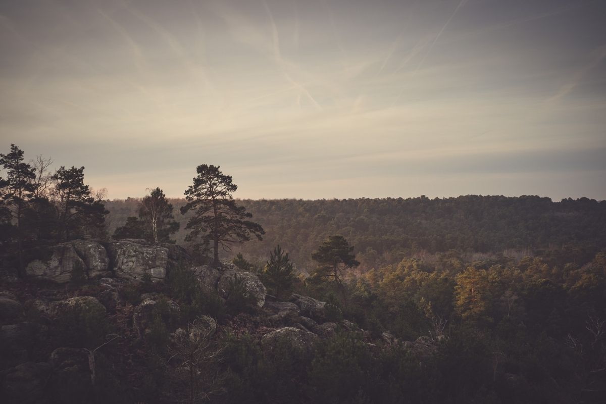 découvrez l'événement fontainebleau nocturne organisé par le cnrs : une expérience immersive nocturne pour explorer la forêt et la science dans un cadre exceptionnel.