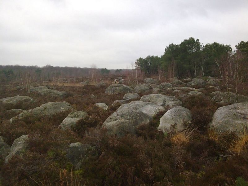 découvrez fontainebleau avec notre guide débutant complet : histoire, attractions, conseils pratiques et itinéraires pour une première visite réussie.