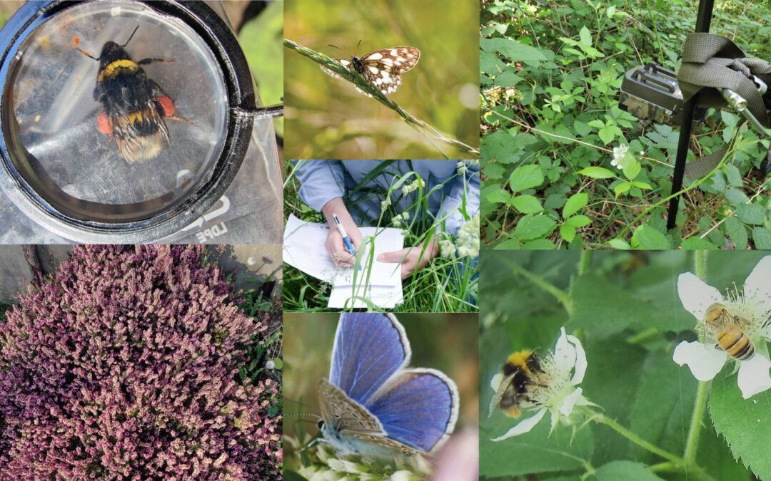La forêt de Fontainebleau s’illumine : ateliers nocturnes et promenades inédites avec le CNRS